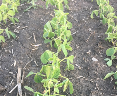 Leaf droop in Roundup Ready 2 Xtend® Soybeans